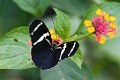 HELICONIDAE, Heliconius antiochus f. antiochus